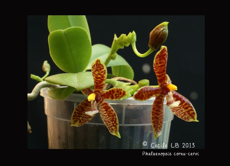 Phalaenopsis cornu-cervi - Page 2 20130614