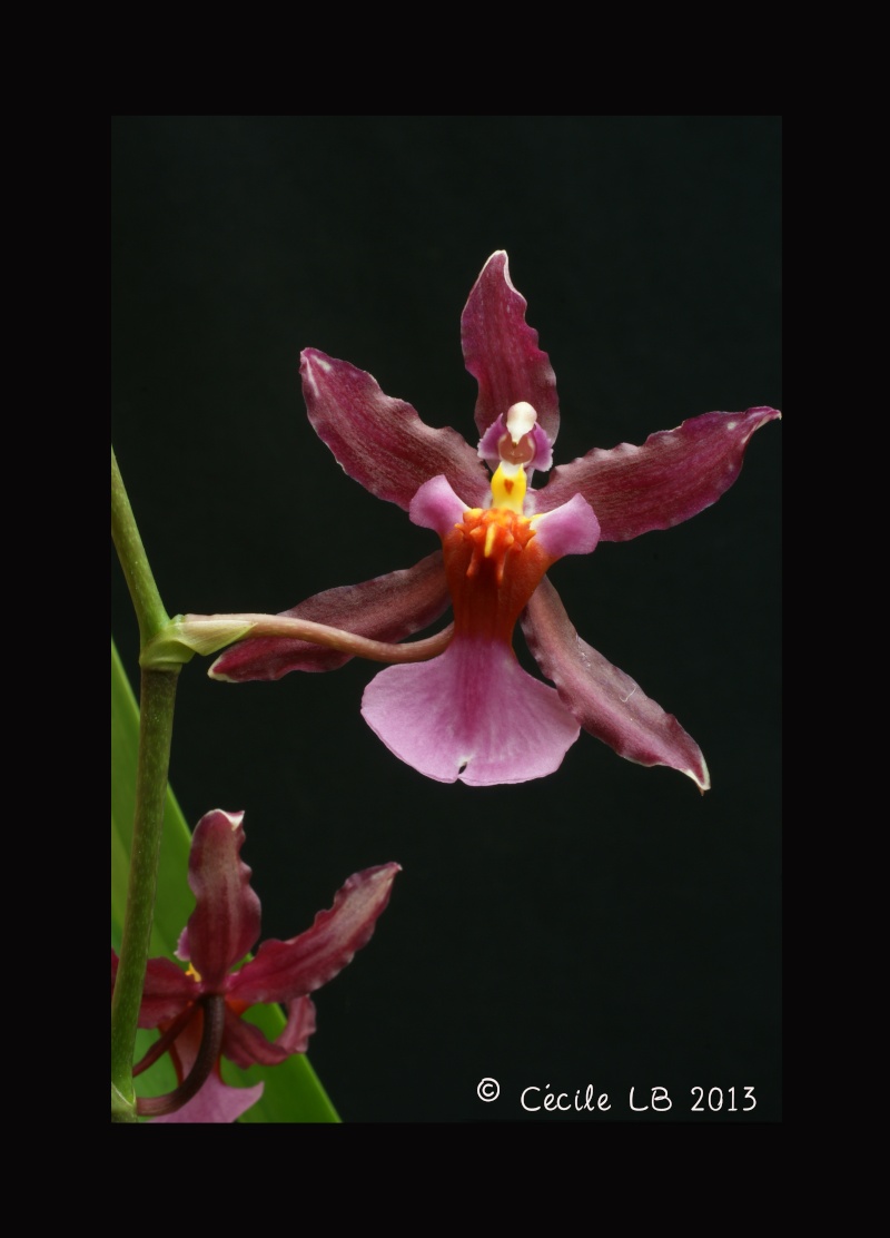 Oncidium Katrin Zoch (Oncidium schroederianum x Oncidium sotoanum) 20130617