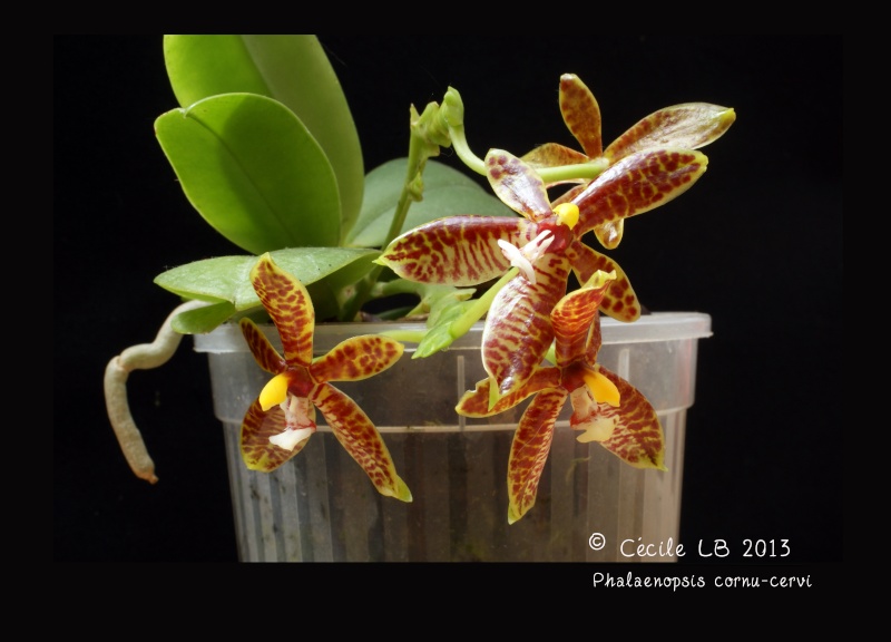 Phalaenopsis cornu-cervi - Page 2 20130625