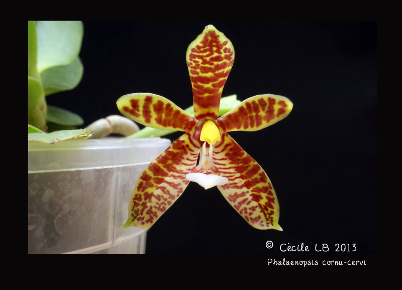 Phalaenopsis cornu-cervi - Page 2 20130626