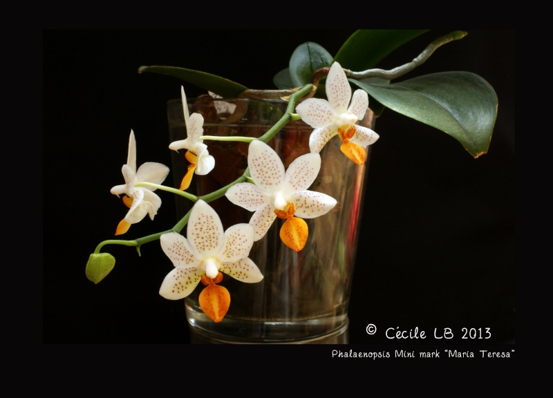 Phalaenopsis Mini mark 'Maria Teresa' 20130628