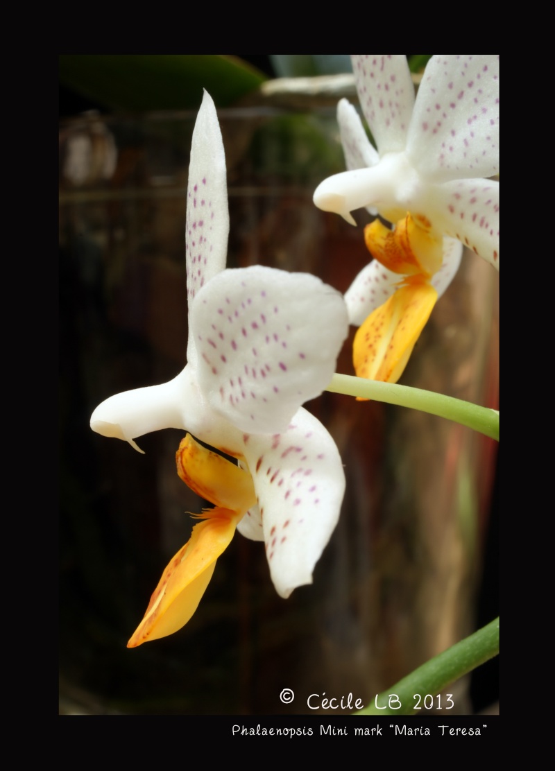 Phalaenopsis Mini mark 'Maria Teresa' 20130630