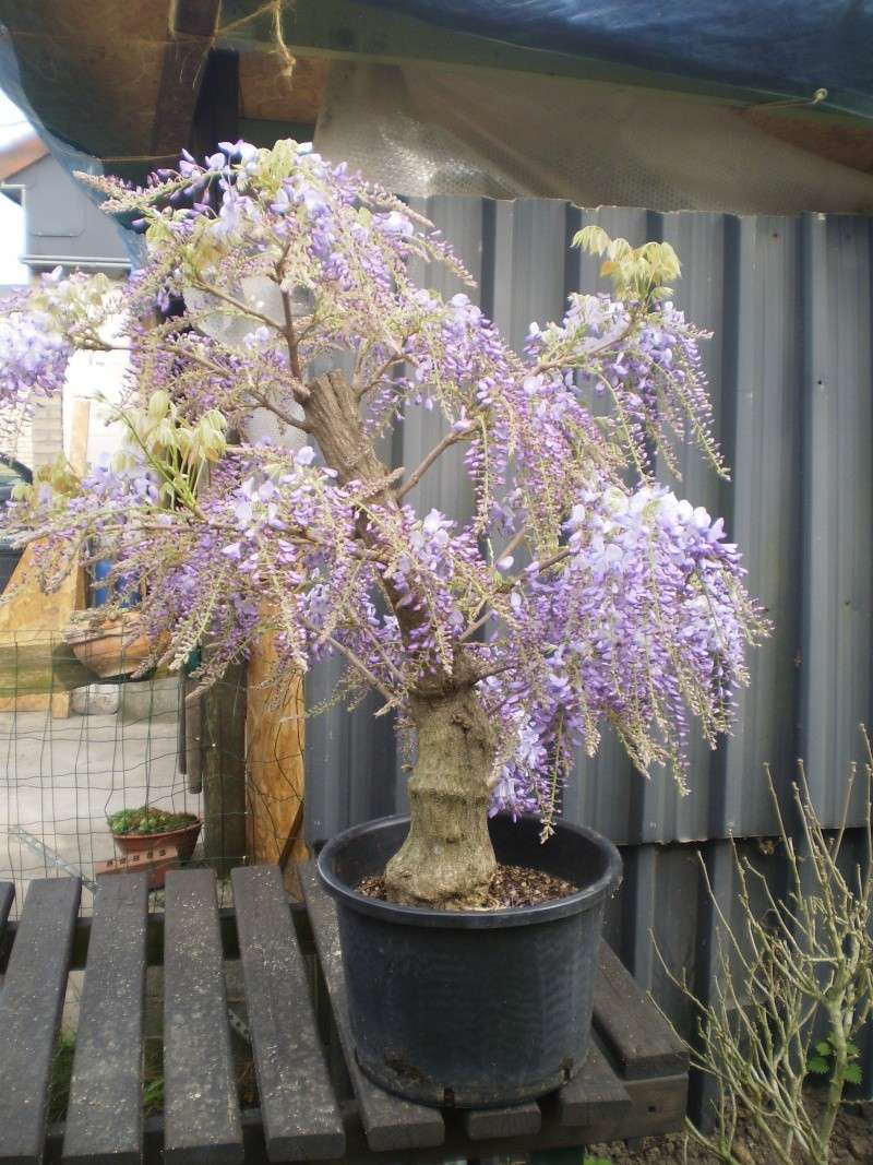 Wisteria yamadori P5030219