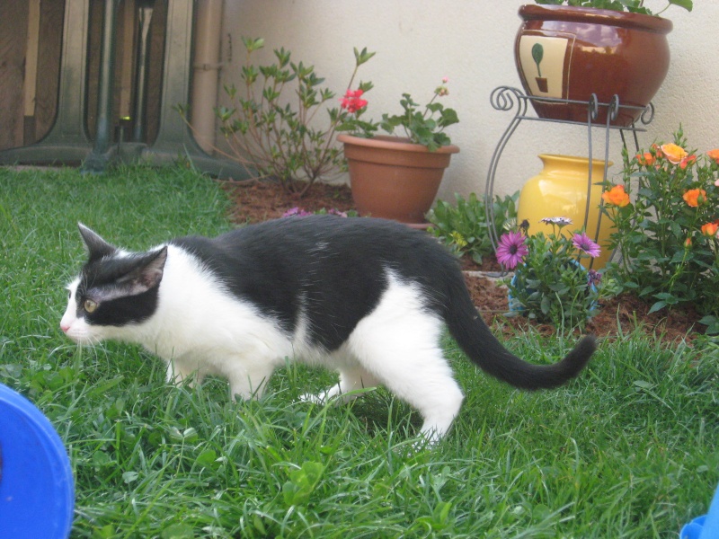 ILOA, chatonne noire et blanche, née en mi-janvier 2013 00210