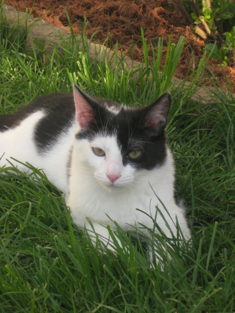 ILOA, chatonne noire et blanche, née en mi-janvier 2013 00810