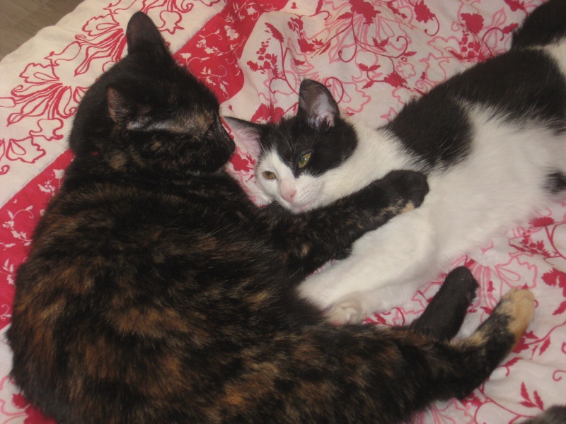 ILOA, chatonne noire et blanche, née en mi-janvier 2013 Avril111