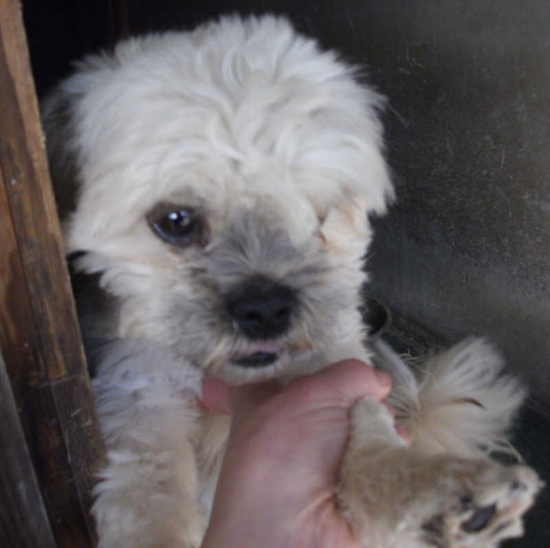 MARLEY SHIH TZU MALE 2 ANS EN PENSION DANS LE 59 Pict4010