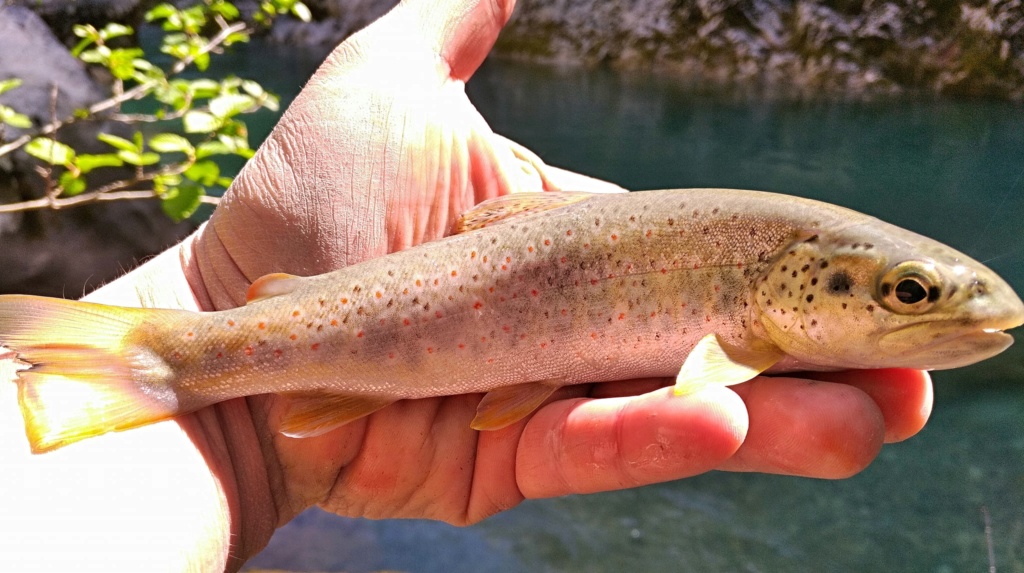 une rivière mythique Verdon26