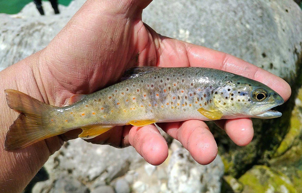 une rivière mythique Verdon35