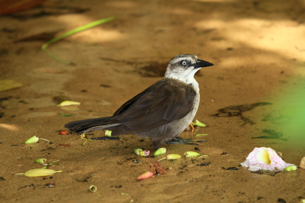  [Ouvert] FIL - Oiseaux. - Page 18 Img_8611