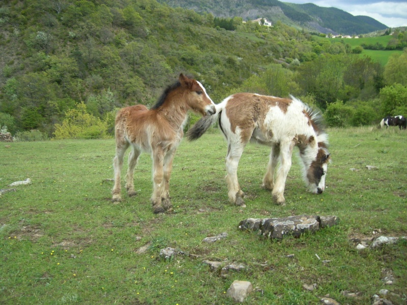 [2013] Les Irish Cob du Couar Dsci2316