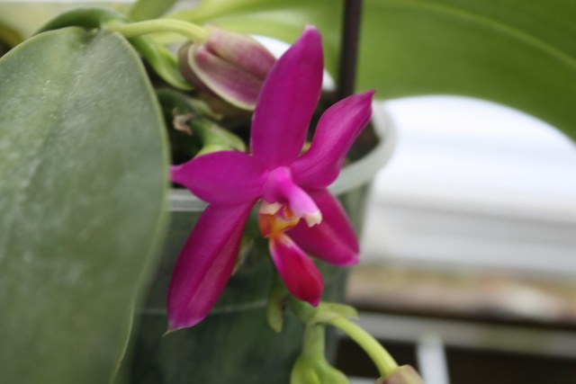 Phalaenopsis violacea Img_4101