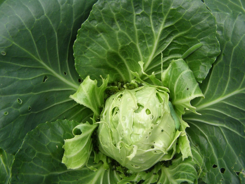cabbage pest?? - Page 2 P5033619