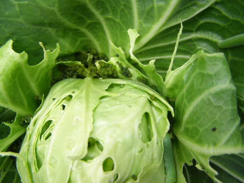 cabbage pest?? - Page 2 P5033620