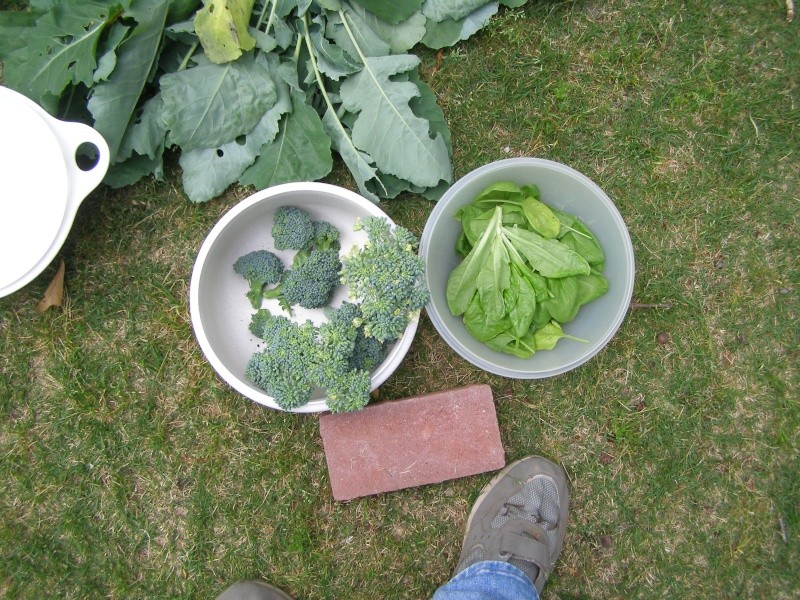 What are you eating from your garden today? - Page 35 P5103615