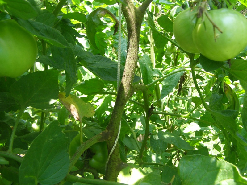 2013 Tomato Tuesday - lower south P6123812