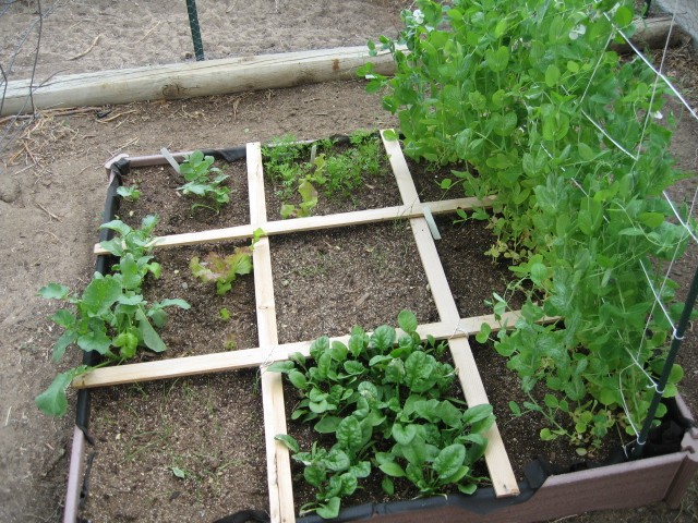 Western Mountains and High Plains: MAY 2013, What's Up in your garden? Img_1411