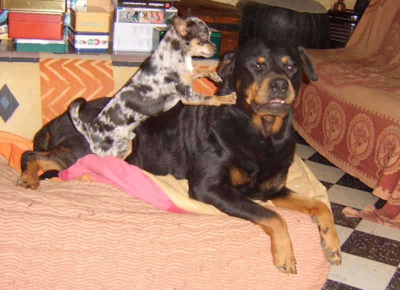 PRINCESSE, Femelle rottweiler  Sta50011