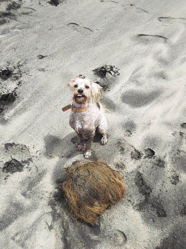 Photo de vos chiens à la plage! - Page 2 Coco10
