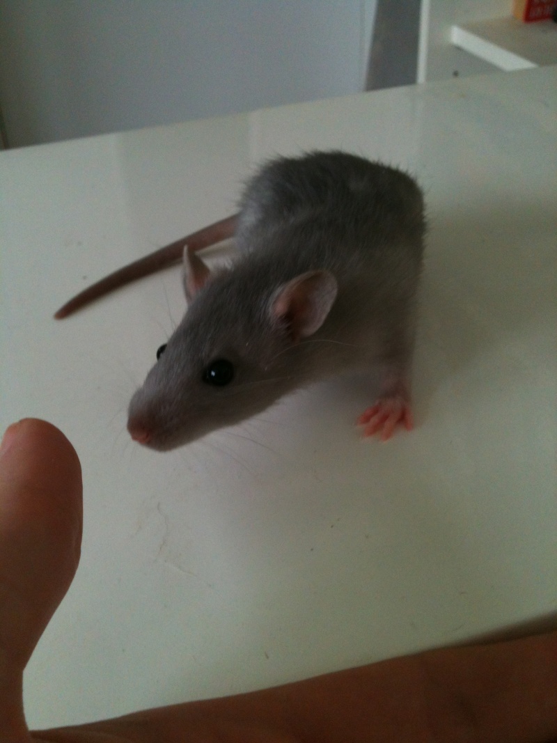adorable raton bleu à adopter (60, 80,75) Img_1730