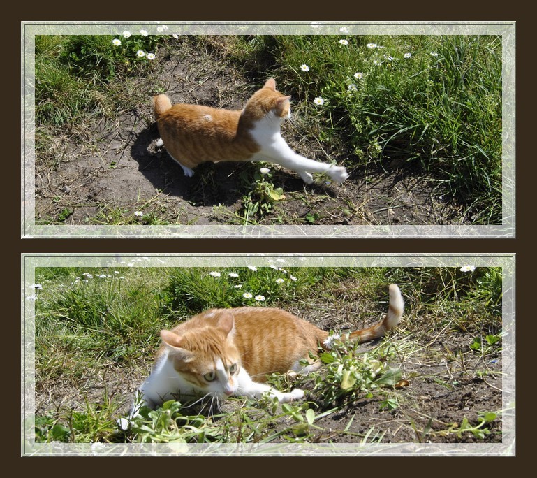 Zora, rousse et blanche, mai 2011 - Page 13 4910