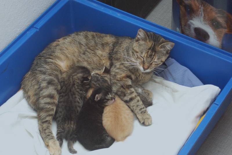  Adoptés  les  4 chatons d'hulotte Paca Chaton12