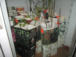 товары и растения в магазине "мой сад" Img_2441