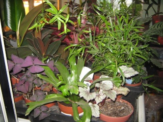 товары и растения в магазине "мой сад" Img_2442