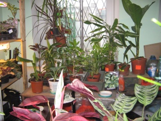 товары и растения в магазине "мой сад" Img_2447