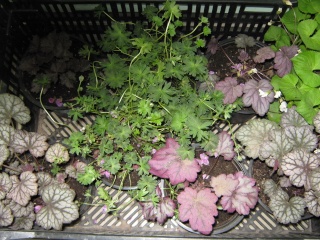 товары и растения в магазине "мой сад" Img_2830