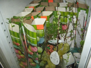 товары и растения в магазине "мой сад" Img_2836