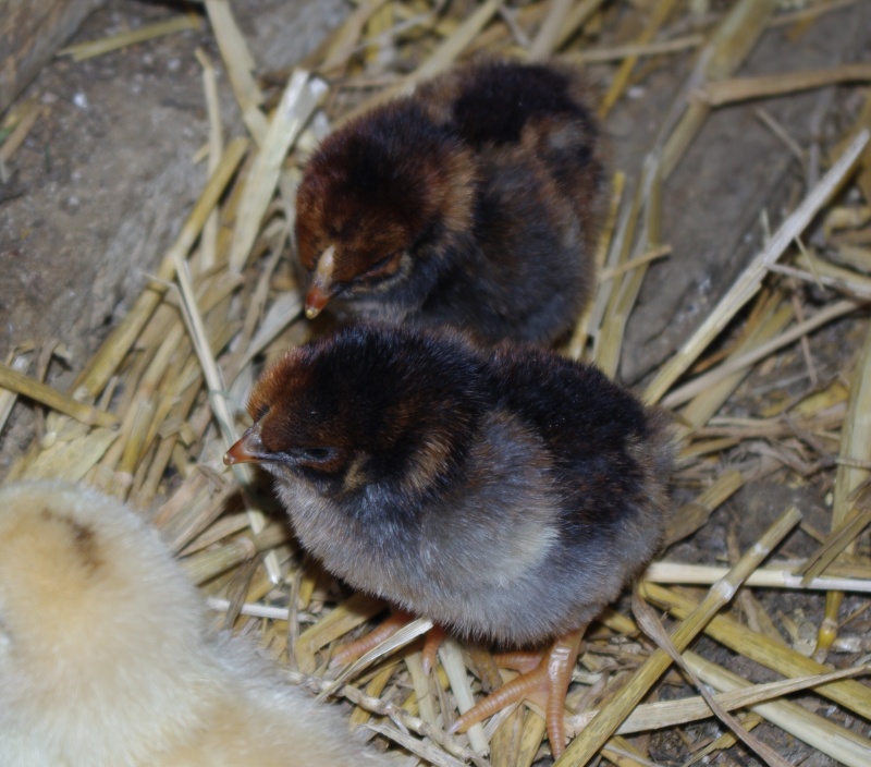 Naissances Marans et Wyandotte Imgp0011