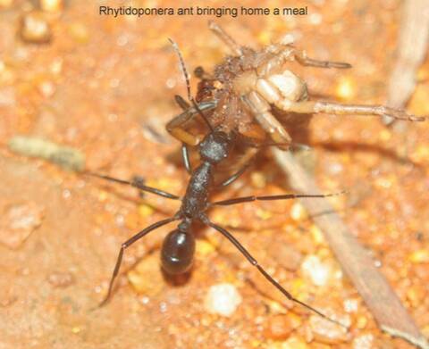 2_golden_histories_antsA_small, 2. The Gold-Digging Ants of…