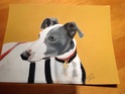 un chien=undessin sur photo dont une partie pour lévrier&compagnie Photo_83