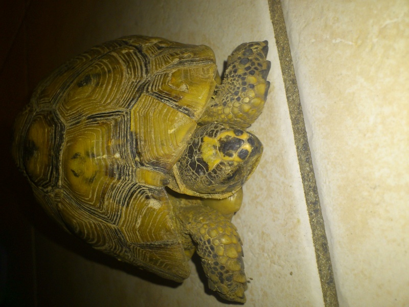 identification de ma tortue Tortue17