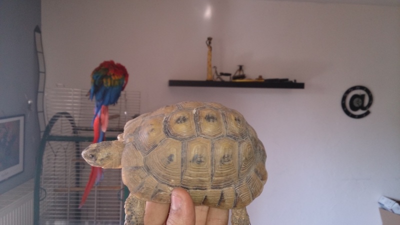 identification de ma tortue Tortue18