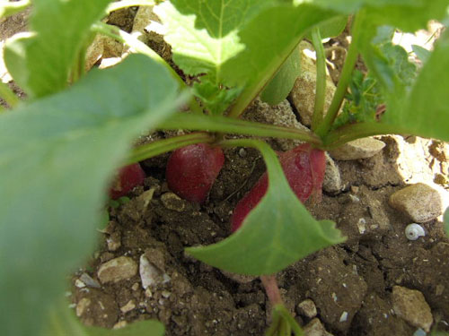 Un peu de temps pour le potager !!! - Page 2 Jeudi711