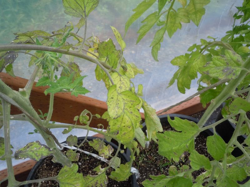 More sick tomato plants Dscn2913