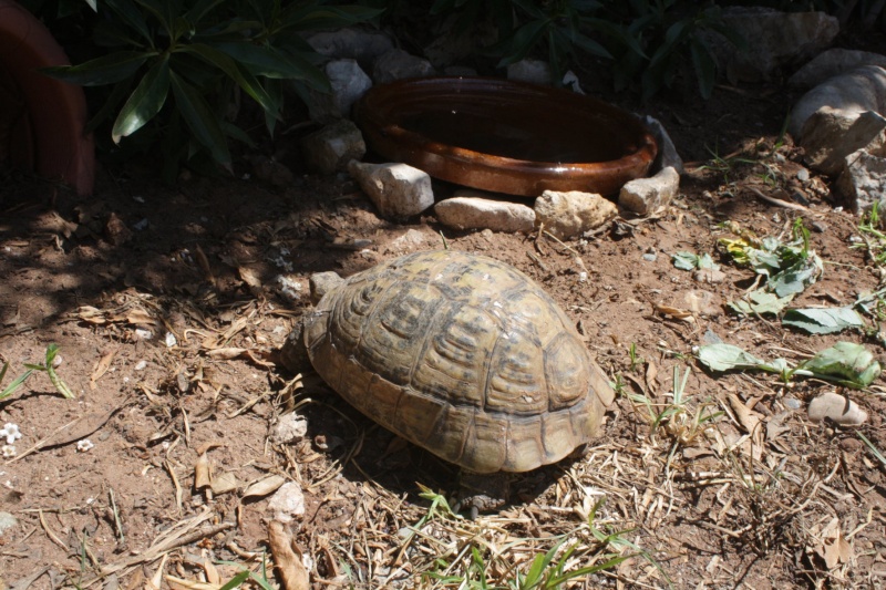 Identification et conseils Tortue18