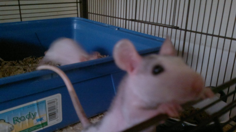 petits rat nu à adopter Photo_15
