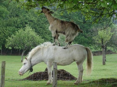 Les plus belles photos de la nature insolite - Page 2 Chevre10