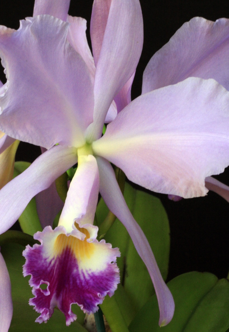 cattleya warneri Cat_wa11