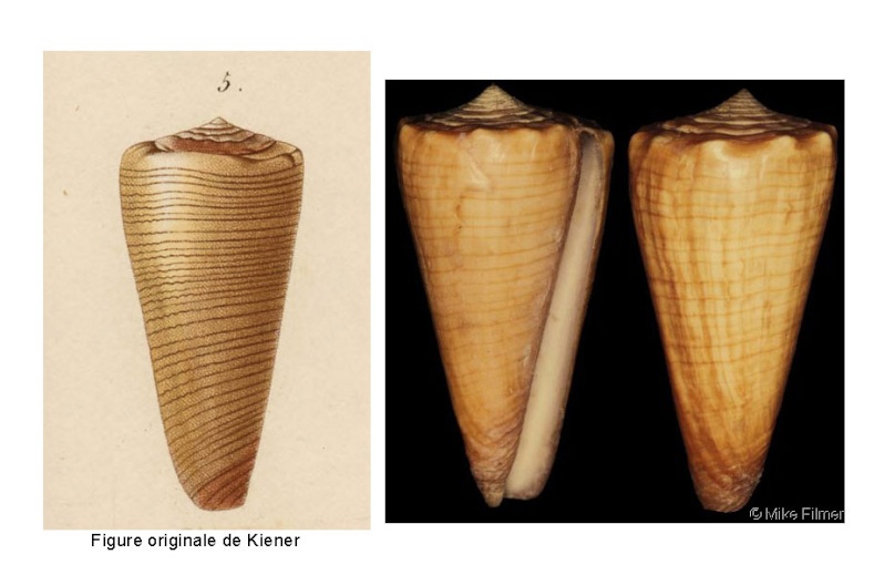 Conus (Splinoconus) caillaudi   Kiener, 1846 Cailla10