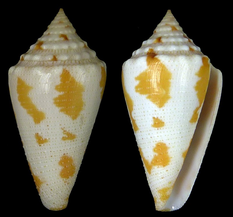 Conus (Stephanoconus) cedonulli caracanus   Hwass in Bruguière, 1792 Caraca10