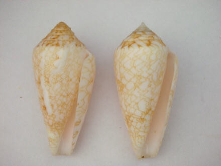 Conus (Cylinder) victoriae Reeve, 1843 Conus_10