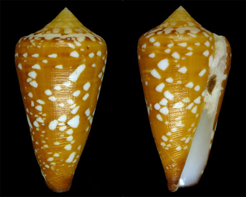 Conus (Darioconus) crocatus   Lamarck, 1810 - Page 4 Crocat10