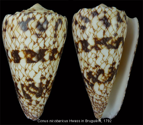 Conus (Conus) araneosus nicobaricus  Hwass in Bruguière, 1792 Nico10