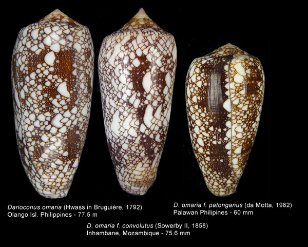 Conus (Darioconus) omaria convolutus GB Sowerby II, 1858 Omaria10
