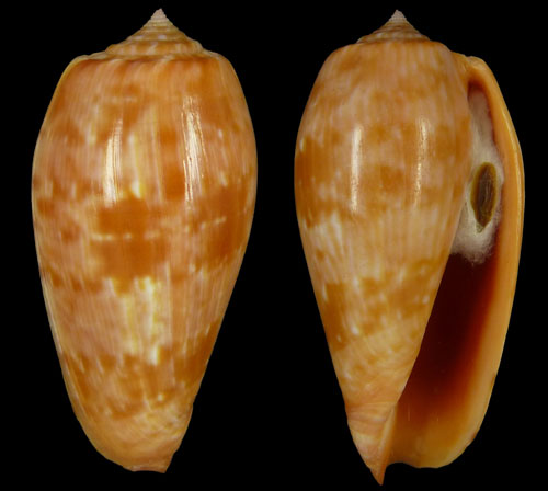 Conus (Textilia) pongo  Coomans, Moolenbeek, Wils, 1982 voirConus (T.)  bullatus Pongo11