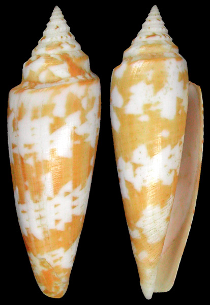 Conus (Phasmoconus) primus   Röckel & Korn, 1990 Primus10